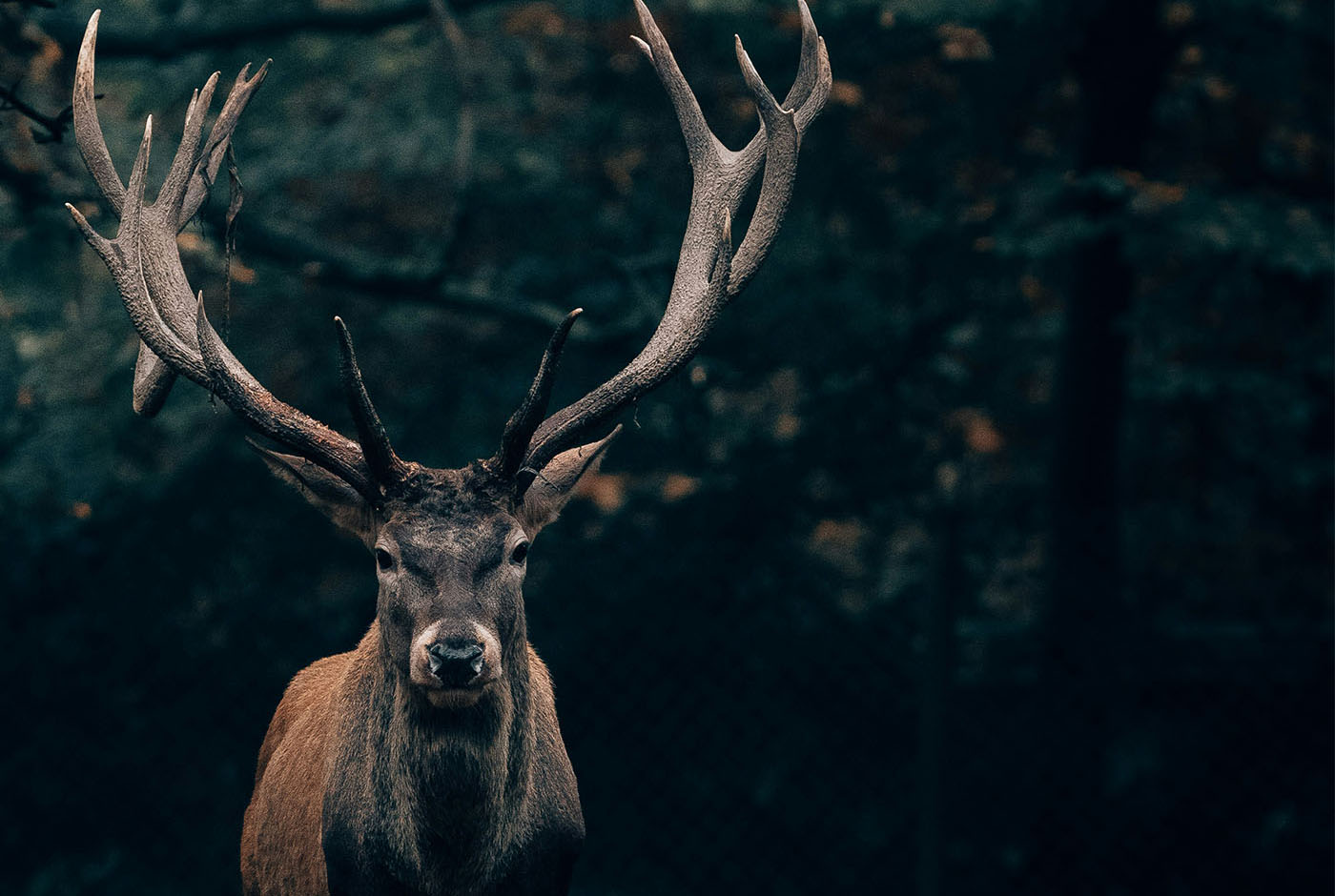 Vision quest elk